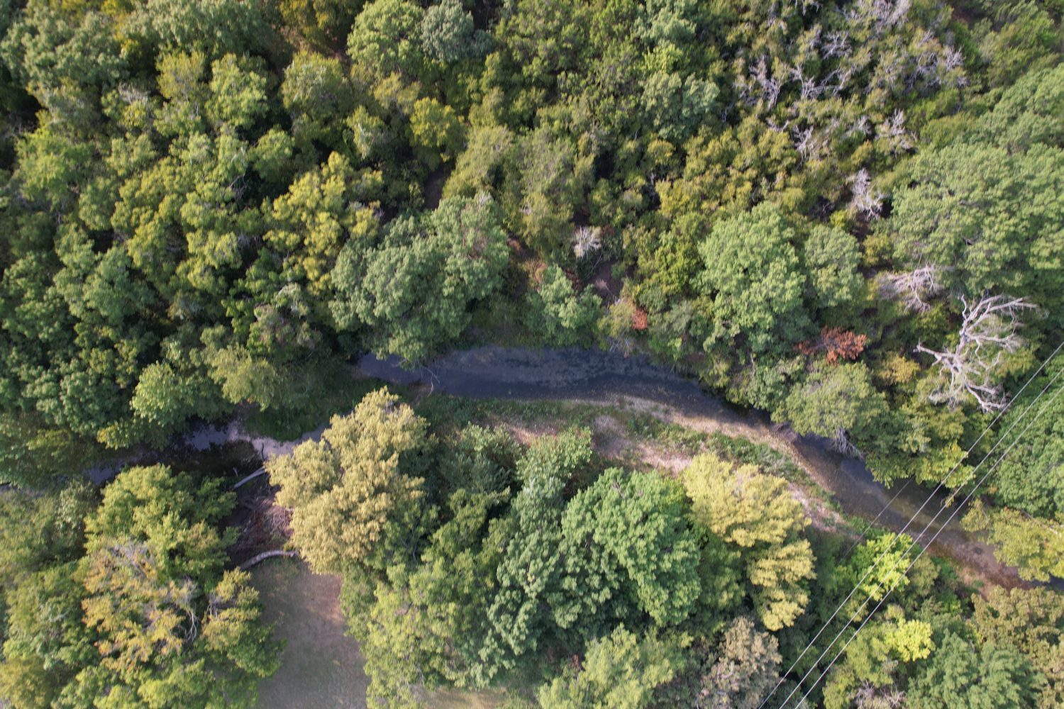 Overhead view of South Bear Creek bending through dense hardwood canopy with a gravel bar and a fallen tree spanning the water